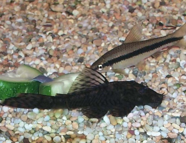 freshwater fish - ancistrus sp. - bushy nose pleco l-144 stocking in 106 gallons tank - Bristlenose plec puts in a rare appearance...cucumber is irresistable. Siamese algae eater sniffs around. freshwater fish - ancistrus sp. - bushy nose pleco l-144 stocking in 106 gallons tank - Bristlenose plec puts in a rare appearance...cucumber is irresistable. Siamese algae eater sniffs around.