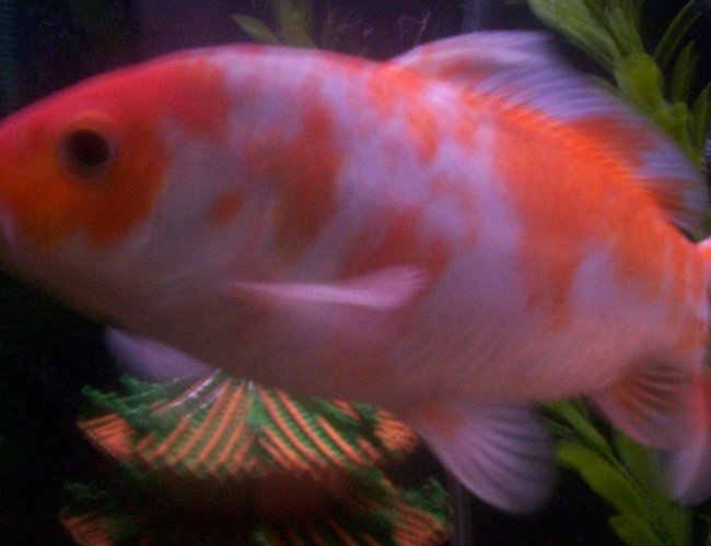 freshwater fish - cyprinus carpio - koi stocking in 55 gallons tank - 8 1/2 INCH KOI freshwater fish - cyprinus carpio - koi stocking in 55 gallons tank - 8 1/2 INCH KOI