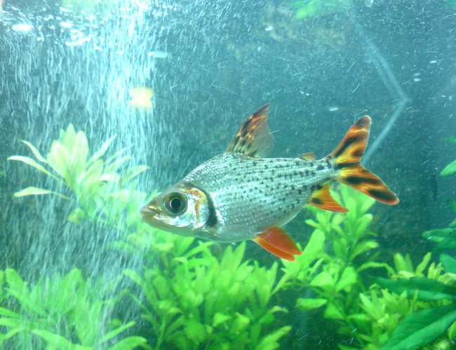 freshwater fish - semaprochilodus taeniurus - redfin prochilodus stocking in 48 gallons tank - The striking silver flagtail (common name) Believe its called a Procholodus, not entirely sure. Beautiful fish. freshwater fish - semaprochilodus taeniurus - redfin prochilodus stocking in 48 gallons tank - The striking silver flagtail (common name) Believe its called a Procholodus, not entirely sure. Beautiful fish.
