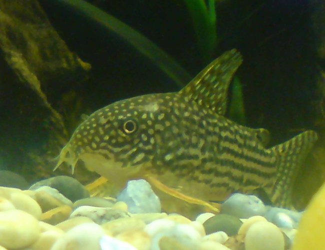 freshwater fish - corydoras sterbai - sterba's cory stocking in 48 gallons tank - Cute Sterbai Cory freshwater fish - corydoras sterbai - sterba's cory stocking in 48 gallons tank - Cute Sterbai Cory