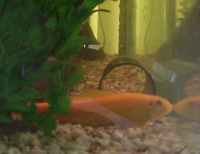 freshwater fish - gyrinocheilos aymonieri - gold algae eater - When i took this picture of my gold algae eater he was playing the stay still and maybe they wont see me card, silly thing, he loves to hide in the tubing and chase the other two brown algae eaters, he is the biggest sae freshwater fish - gyrinocheilos aymonieri - gold algae eater - When i took this picture of my gold algae eater he was playing the stay still and maybe they wont see me card, silly thing, he loves to hide in the tubing and chase the other two brown algae eaters, he is the biggest sae