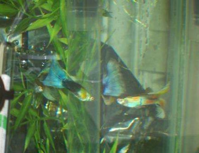 freshwater fish - poecilia reticulata - silver streak flamingo guppy stocking in 25 gallons tank - guppies freshwater fish - poecilia reticulata - silver streak flamingo guppy stocking in 25 gallons tank - guppies