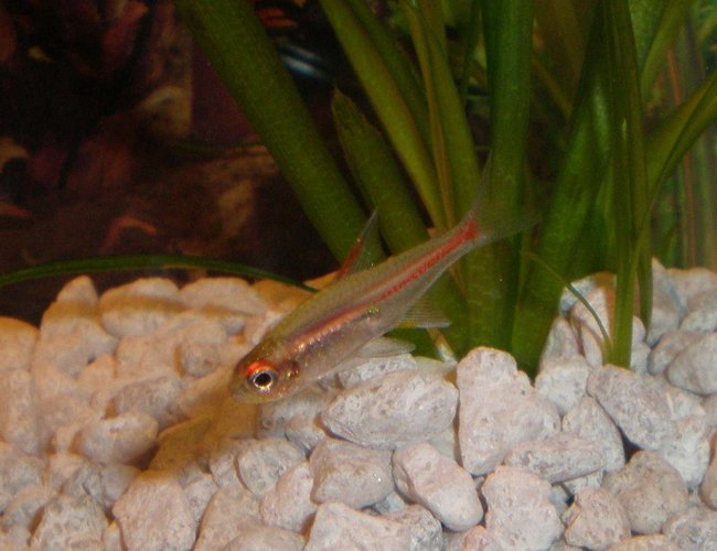 freshwater fish - hemigrammus erythrozonus - glowlight tetra stocking in 20 gallons tank - Glow light Tetra freshwater fish - hemigrammus erythrozonus - glowlight tetra stocking in 20 gallons tank - Glow light Tetra