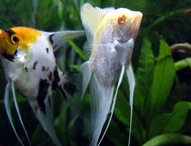 freshwater fish - pterophyllum sp. - koi angel stocking in 44 gallons tank - Diamond-scale and Koi angels freshwater fish - pterophyllum sp. - koi angel stocking in 44 gallons tank - Diamond-scale and Koi angels