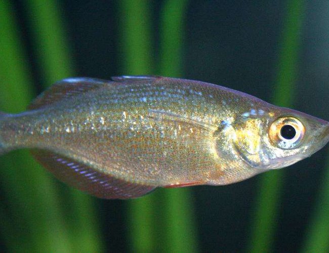 freshwater fish - melanotaenia praecox - dwarf rainbow fish stocking in 80 gallons tank - Dwarf Rainbow Fish freshwater fish - melanotaenia praecox - dwarf rainbow fish stocking in 80 gallons tank - Dwarf Rainbow Fish