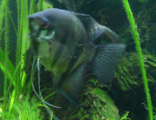 freshwater fish - pterophyllum scalare - assorted veil angel stocking in 46 gallons tank - Angelfish 11.05.07 freshwater fish - pterophyllum scalare - assorted veil angel stocking in 46 gallons tank - Angelfish 11.05.07