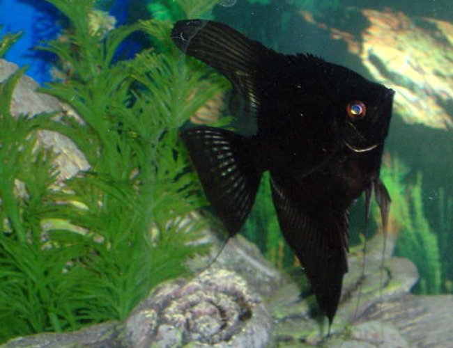 freshwater fish - pterophyllum sp. - black angel stocking in 55 gallons tank - Black angel freshwater fish - pterophyllum sp. - black angel stocking in 55 gallons tank - Black angel