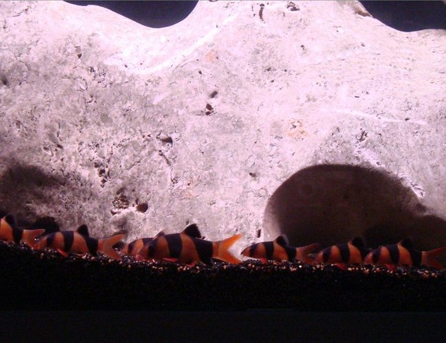 freshwater fish - botia macracantha - clown loach stocking in 138 gallons tank - i have no idea what happen to them.. freshwater fish - botia macracantha - clown loach stocking in 138 gallons tank - i have no idea what happen to them..
