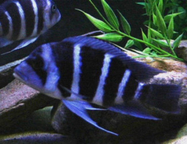freshwater fish - pseudotropheus demasoni - demasoni cichlid stocking in 75 gallons tank - Electric blue cichlid freshwater fish - pseudotropheus demasoni - demasoni cichlid stocking in 75 gallons tank - Electric blue cichlid