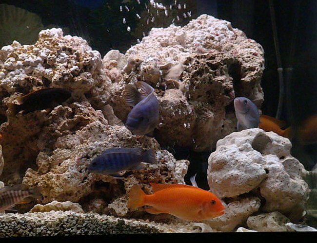 freshwater fish - neolamprologus leleupi - orange leleupi cichlid stocking in 75 gallons tank - feedn time freshwater fish - neolamprologus leleupi - orange leleupi cichlid stocking in 75 gallons tank - feedn time