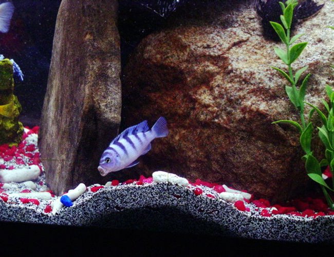 freshwater fish - metriaclima lombardoi - kenyi cichlid stocking in 55 gallons tank - FEMALE KENYI freshwater fish - metriaclima lombardoi - kenyi cichlid stocking in 55 gallons tank - FEMALE KENYI