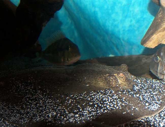 freshwater fish - geophagus dicrozoster - monster fish stocking in 120 gallons tank - Stingray closeup, with my Cichlids in the background. (Geophagus Dicrozoster, and Rio Guianacara. freshwater fish - geophagus dicrozoster - monster fish stocking in 120 gallons tank - Stingray closeup, with my Cichlids in the background. (Geophagus Dicrozoster, and Rio Guianacara.
