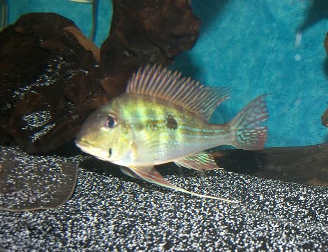 freshwater fish - geophagus dicrozoster - monster fish stocking in 120 gallons tank - Geophagus Dicrozoster. freshwater fish - geophagus dicrozoster - monster fish stocking in 120 gallons tank - Geophagus Dicrozoster.