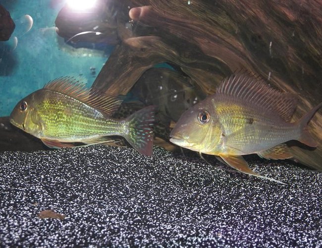 freshwater fish - geophagus dicrozoster - monster fish stocking in 120 gallons tank - Geophagus Altifrons
Geophagus Dicrozoster
I love my geo's. freshwater fish - geophagus dicrozoster - monster fish stocking in 120 gallons tank - Geophagus Altifrons
Geophagus Dicrozoster
I love my geo's.