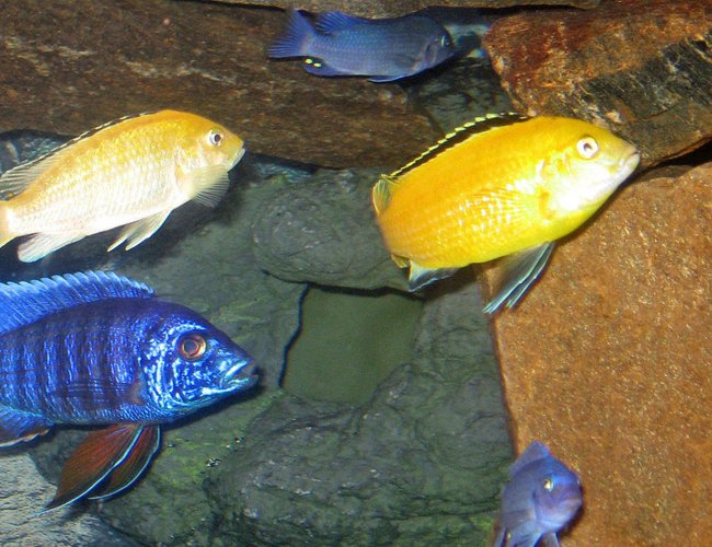 freshwater fish - labidochromis caeruleus - electric yellow cichlid stocking in 46 gallons tank - group of africans freshwater fish - labidochromis caeruleus - electric yellow cichlid stocking in 46 gallons tank - group of africans