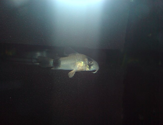 freshwater fish - corydoras panda - panda cory cat stocking in 100 gallons tank - Panda Cory freshwater fish - corydoras panda - panda cory cat stocking in 100 gallons tank - Panda Cory