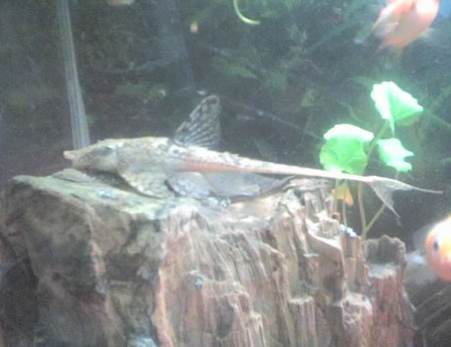 freshwater fish - rineloricaria fallax - whiptail pleco stocking in 30 gallons tank - my whiptail pleco freshwater fish - rineloricaria fallax - whiptail pleco stocking in 30 gallons tank - my whiptail pleco