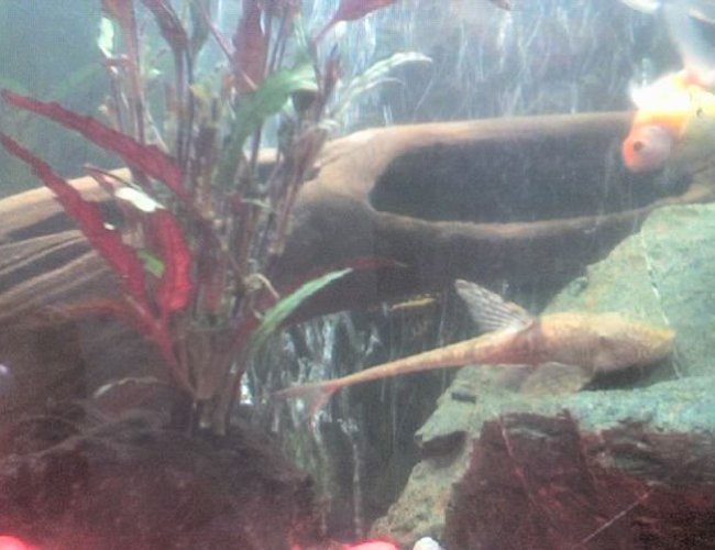 freshwater fish - rineloricaria fallax - whiptail pleco stocking in 30 gallons tank - gold fish and pleco freshwater fish - rineloricaria fallax - whiptail pleco stocking in 30 gallons tank - gold fish and pleco