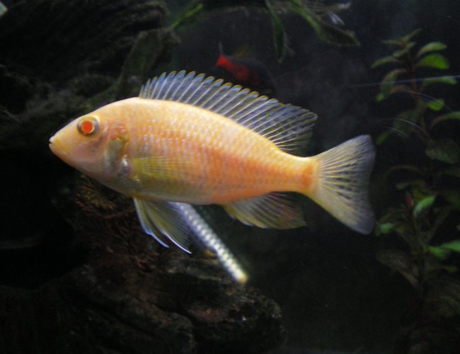 freshwater fish - pelvicachromis pulcher - albino kribensis cichlid stocking in 75 gallons tank - my albino freshwater fish - pelvicachromis pulcher - albino kribensis cichlid stocking in 75 gallons tank - my albino