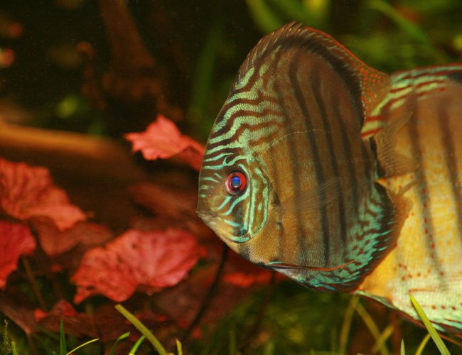 freshwater fish - symphysodon sp. - tefé green discus stocking in 422 gallons tank - GReen Tefe in full freshwater fish - symphysodon sp. - tefé green discus stocking in 422 gallons tank - GReen Tefe in full