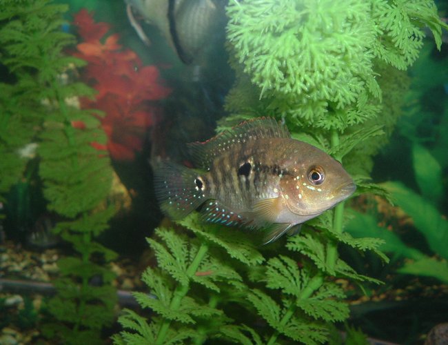 freshwater fish - thorichthys meeki - firemouth cichlid stocking in 55 gallons tank - in the day freshwater fish - thorichthys meeki - firemouth cichlid stocking in 55 gallons tank - in the day