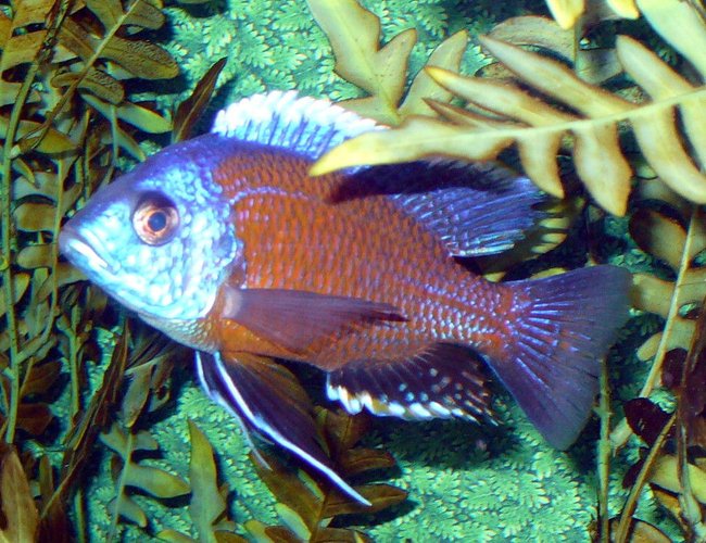 freshwater fish - copadichromis borleyi - yellowfin borleyi cichlid stocking in 110 gallons tank - Boris the Borleyi freshwater fish - copadichromis borleyi - yellowfin borleyi cichlid stocking in 110 gallons tank - Boris the Borleyi