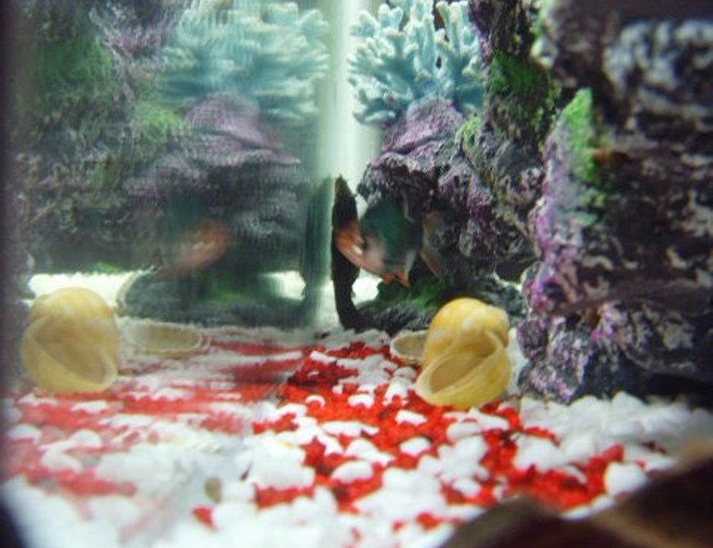 freshwater fish - pygocentrus nattereri - redbellied pirhana stocking in 23 gallons tank - my fish freshwater fish - pygocentrus nattereri - redbellied pirhana stocking in 23 gallons tank - my fish