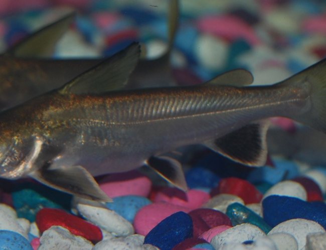 freshwater fish - arius jordani - columbian shark stocking in 90 gallons tank - my columbian shark freshwater fish - arius jordani - columbian shark stocking in 90 gallons tank - my columbian shark