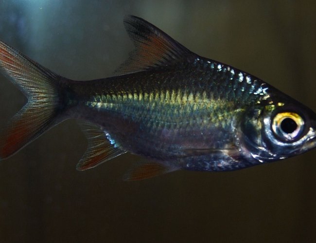 freshwater fish - barbus schwanefeldi - tinfoil red tail barb stocking in 90 gallons tank - 2 inch Tinfoil Barb freshwater fish - barbus schwanefeldi - tinfoil red tail barb stocking in 90 gallons tank - 2 inch Tinfoil Barb