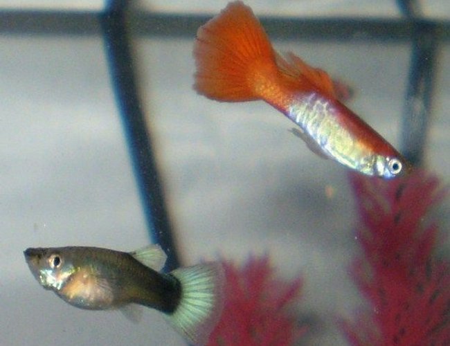 freshwater fish - poecilia reticulata - orange sunshine guppy stocking in 10 gallons tank - One of my male Guppies. If you know what kind it is please let me know.. Thanks! freshwater fish - poecilia reticulata - orange sunshine guppy stocking in 10 gallons tank - One of my male Guppies. If you know what kind it is please let me know.. Thanks!