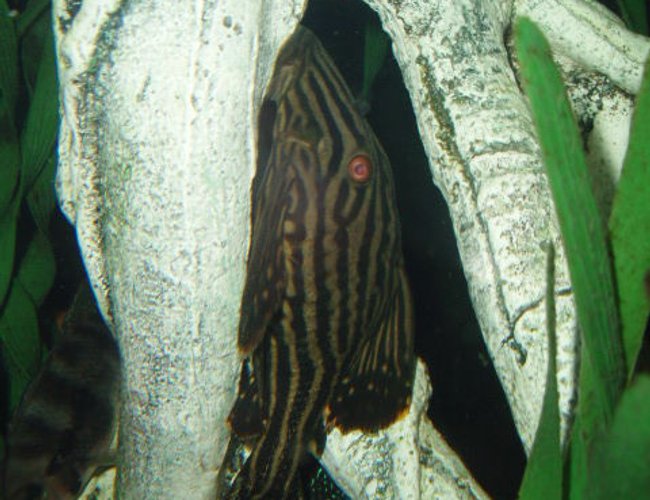 freshwater fish - panaque nigrolineatus - gold royal pleco (l-027) stocking in 72 gallons tank - Royalty freshwater fish - panaque nigrolineatus - gold royal pleco (l-027) stocking in 72 gallons tank - Royalty