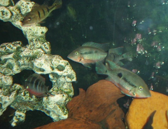 freshwater fish - thorichthys meeki - firemouth cichlid stocking in 72 gallons tank - Firemouths freshwater fish - thorichthys meeki - firemouth cichlid stocking in 72 gallons tank - Firemouths