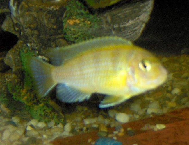 freshwater fish - metriaclima lombardoi - kenyi cichlid stocking in 55 gallons tank - juvenile male kenyii freshwater fish - metriaclima lombardoi - kenyi cichlid stocking in 55 gallons tank - juvenile male kenyii