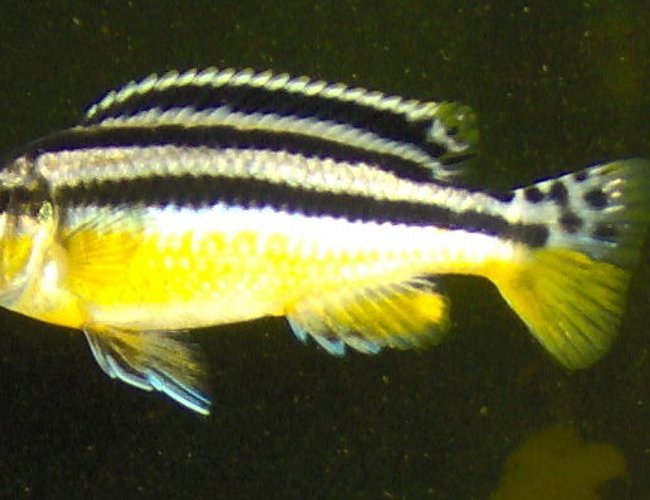 freshwater fish - melanochromis auratus - auratus cichlid stocking in 55 gallons tank - very young auratus
sex unknown to date freshwater fish - melanochromis auratus - auratus cichlid stocking in 55 gallons tank - very young auratus
sex unknown to date