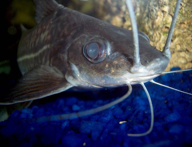 freshwater fish - pimelodus blochii - flat-nosed catfish stocking in 72 gallons tank - Pictus Catfish, Blochii freshwater fish - pimelodus blochii - flat-nosed catfish stocking in 72 gallons tank - Pictus Catfish, Blochii
