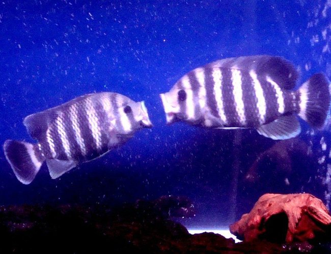 freshwater fish - tilapia buttikoferi - zebra tilapia stocking in 138 gallons tank - My tilapia has now pair.. freshwater fish - tilapia buttikoferi - zebra tilapia stocking in 138 gallons tank - My tilapia has now pair..