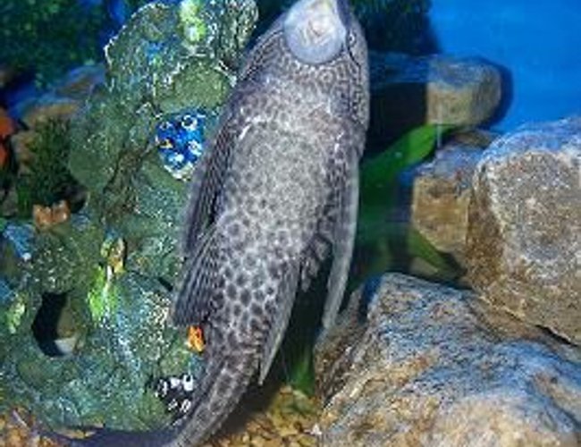 freshwater fish - glyptoperichthys gibbiceps - sailfin pleco (l-83) stocking in 90 gallons tank - my big pleco freshwater fish - glyptoperichthys gibbiceps - sailfin pleco (l-83) stocking in 90 gallons tank - my big pleco