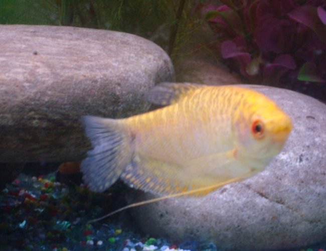 freshwater fish - colisa fasciata - giant gourami - golden gourarmi freshwater fish - colisa fasciata - giant gourami - golden gourarmi