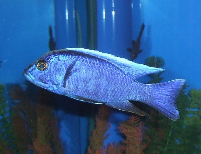 freshwater fish - sciaenochromis ahli - electric blue cichlid stocking in 280 gallons tank - My Electric Blue Cichlid. freshwater fish - sciaenochromis ahli - electric blue cichlid stocking in 280 gallons tank - My Electric Blue Cichlid.