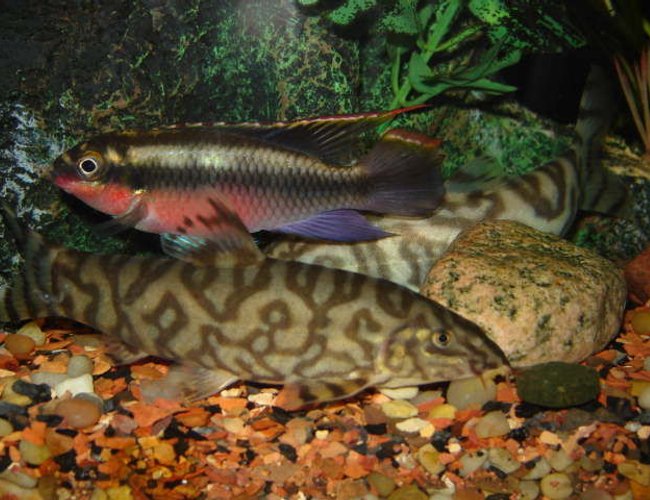 freshwater fish - pelvicachromis pulcher - kribensis cichlid stocking in 65 gallons tank - Krib & Yoyo freshwater fish - pelvicachromis pulcher - kribensis cichlid stocking in 65 gallons tank - Krib & Yoyo