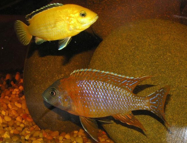freshwater fish - protomelas taeniolatus - red empress stocking in 55 gallons tank - tank mates freshwater fish - protomelas taeniolatus - red empress stocking in 55 gallons tank - tank mates