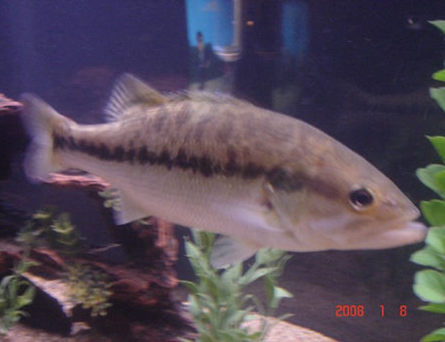 freshwater fish - micropterus salmoides - largemouth bass - love this guy freshwater fish - micropterus salmoides - largemouth bass - love this guy