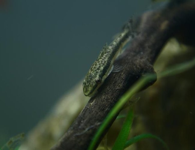 freshwater fish - otocinclus affinis - dwarf otocinclus stocking in 95 gallons tank - Otocinlus affinis freshwater fish - otocinclus affinis - dwarf otocinclus stocking in 95 gallons tank - Otocinlus affinis