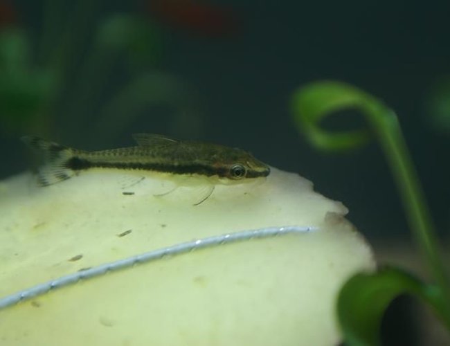 freshwater fish - otocinclus affinis - dwarf otocinclus stocking in 95 gallons tank - Otocinclus affinis freshwater fish - otocinclus affinis - dwarf otocinclus stocking in 95 gallons tank - Otocinclus affinis