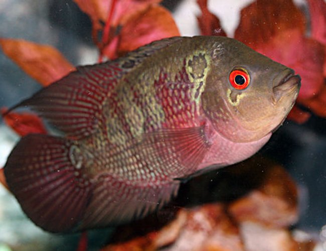 freshwater fish - cichlasoma sp. - flower horn cichlid stocking in 20 gallons tank - my flowerhorn cichlid, sparky
about 5 inches now.. and a year and 3 months old freshwater fish - cichlasoma sp. - flower horn cichlid stocking in 20 gallons tank - my flowerhorn cichlid, sparky
about 5 inches now.. and a year and 3 months old