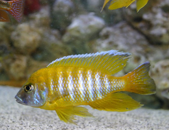 freshwater fish - aulonocara baenschi - sunshine peacock stocking in 90 gallons tank - Aulonocara Baenschi freshwater fish - aulonocara baenschi - sunshine peacock stocking in 90 gallons tank - Aulonocara Baenschi