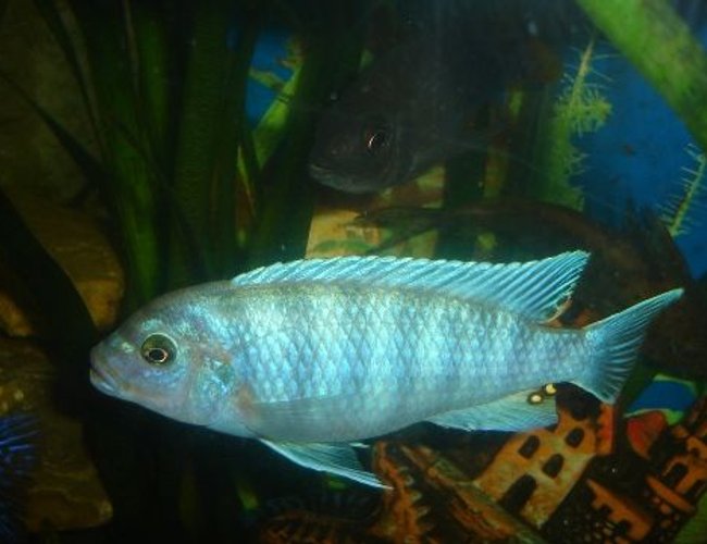 freshwater fish - metriaclima callainos - cobalt blue zebra cichlid stocking in 70 gallons tank - blue cichlid freshwater fish - metriaclima callainos - cobalt blue zebra cichlid stocking in 70 gallons tank - blue cichlid