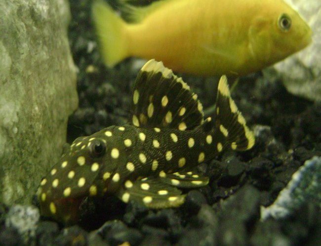 freshwater fish - baryancistrus sp. - gold nugget pleco (l-18) stocking in 120 gallons tank - Glod Nugglet Yellow Lab freshwater fish - baryancistrus sp. - gold nugget pleco (l-18) stocking in 120 gallons tank - Glod Nugglet Yellow Lab