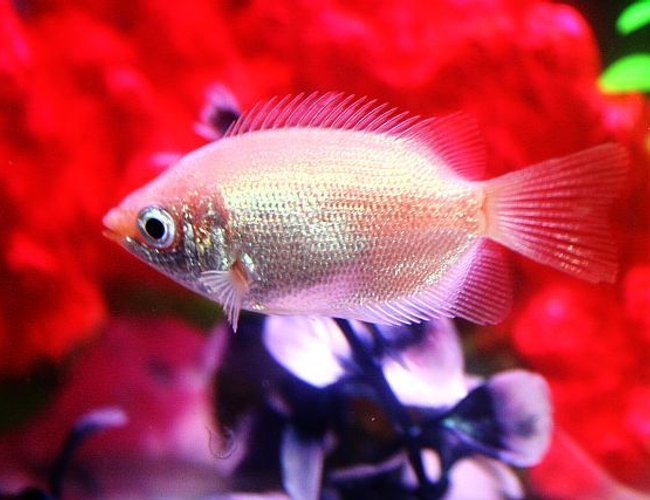 freshwater fish - helostoma temmincki - kissing gourami stocking in 20 gallons tank - Kissing Gourami. freshwater fish - helostoma temmincki - kissing gourami stocking in 20 gallons tank - Kissing Gourami.