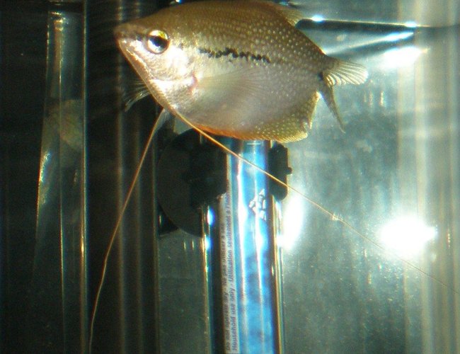 freshwater fish - trichogaster leeri - pearl gourami stocking in 29 gallons tank - PEARL.G freshwater fish - trichogaster leeri - pearl gourami stocking in 29 gallons tank - PEARL.G